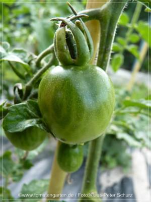 2012Old_Ivory_Egg_Green_Fruit01.jpg