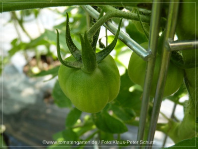 2012_Yellow_Stuffer_Baby_Fruit02.jpg