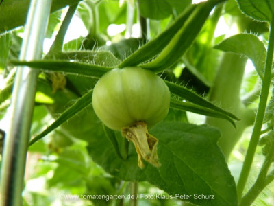 2012_Victorian_Dwarf_Baby_Fruit03.jpg