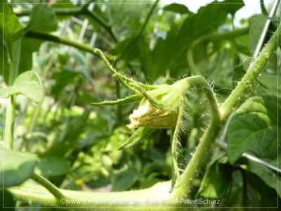 2012_Victorian_Dwarf_Baby_Fruit01.jpg