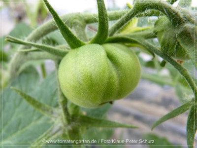 2012_SBWM_Baby_Fruit01.jpg