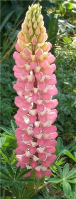 Lupine_1.jpg