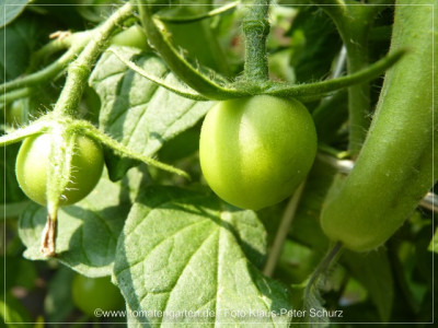 2012_Philona_Green_Fruit01.jpg