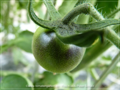 2012_OSU_Blue_Baby_Fruit01.jpg