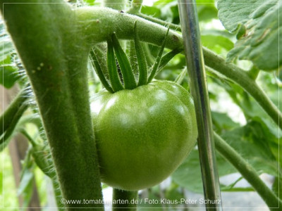 2012_Hughs_Green_Green_FRuit01.jpg