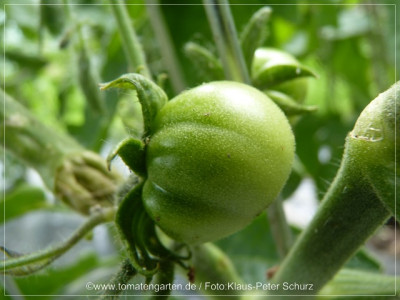 2012_Cherokee_Green_Baby_Fruit01.jpg