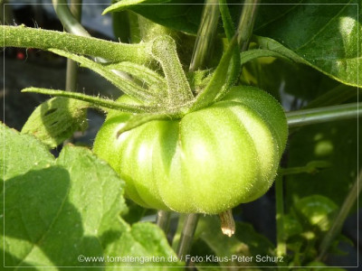 2012_Cherokee_Green_Green_Fruit01.jpg