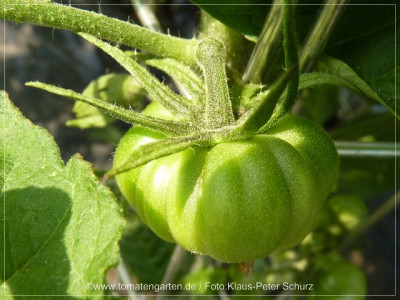 2012_Cherokee_Green_Green_Fruit03.jpg