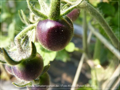 2012_Antho_rotbraun_Green_Fruit02.jpg
