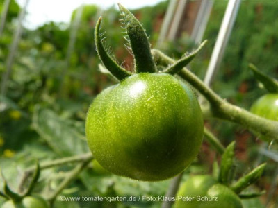 2012_Antho_rosa_Green_Fruit01.jpg