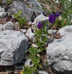 DSCN3099_Campanula_pulla.jpg