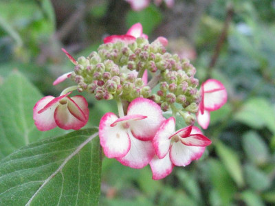 Hydrangea_serrata_Kyosumi_Gartenpur.jpg