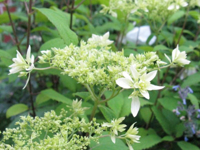 Hydrangea_arborescens_Hayes_Starbust_Gartenpur.jpg