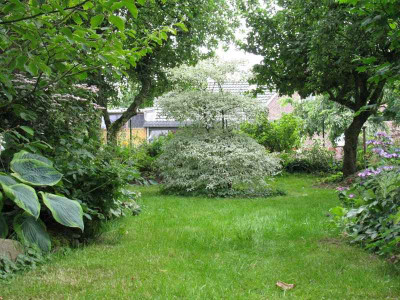 Cornus_alternifolia_Argentea_gestutzt_Gartenpur.jpg