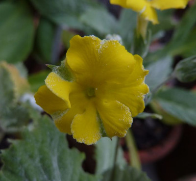 Primula_boveana_fars_2012.jpg