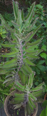 Kalanchoe_daigremontiana_fars_2012.jpg
