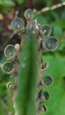 Kalanchoe_daigremontiana_2_fars_2012.jpg