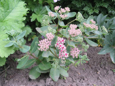 Sedum_Abbeydore_Gartenpur.jpg