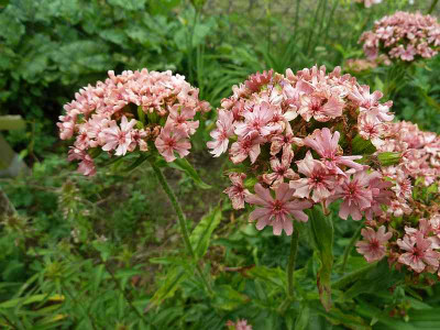 Lychnis_calcedonica_rosa_P10406571.jpg