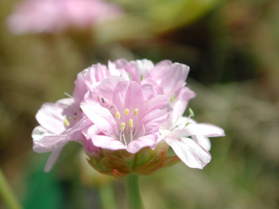 Armeria_maritima001.jpg