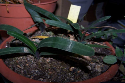 Clivia_miniata_Samlinge.500x752.65.jpg