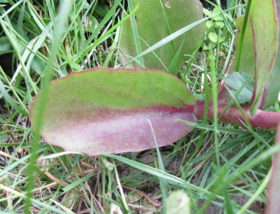 Sedum_2_Gartenpur.jpg