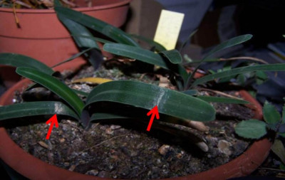 Clivia_miniata_Samlinge.Violatricolor.jpg