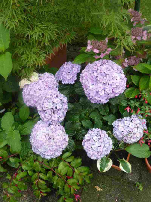 Hydrangea_macrophylla_You__Me_Together_P10203241.jpg