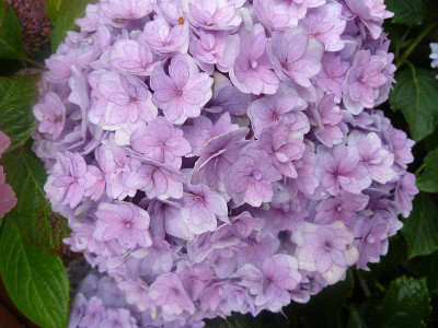 Hydrangea_macrophylla_You__Me_Together_P10203252.jpg