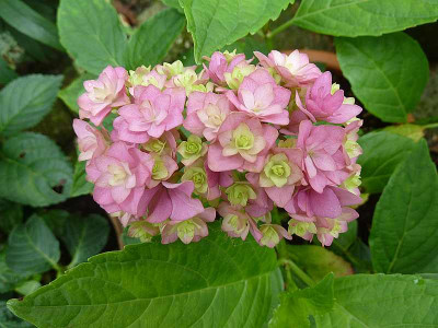 Hydrangea_macrophylla_You__Me_Together_P10406631.jpg