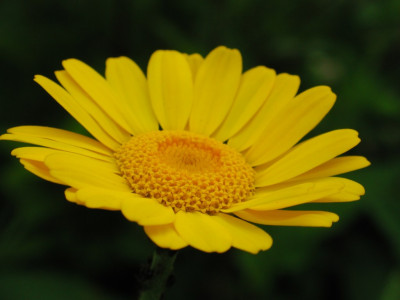 Anthemis_tinctoria003.jpg