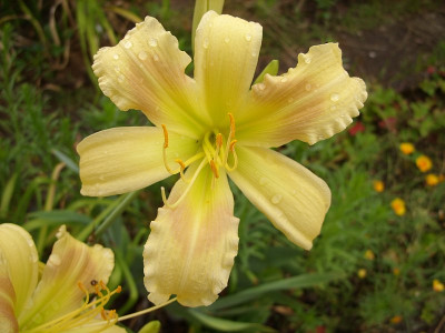 SS851548_cream_k.jpg