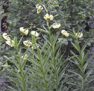 Lilium_ciliatumRimg0443.JPG