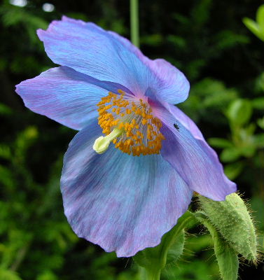 Meconopsis_s.JPG