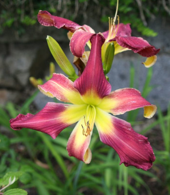 LoughingSkiesxApplique_b2_12.jpg