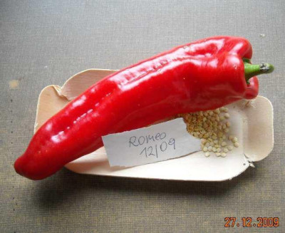 Romeo_hofer_12.09.jpg