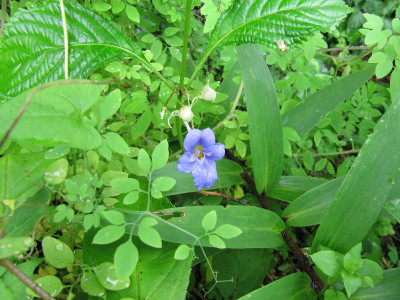 Impatiens_blau_120706.jpg