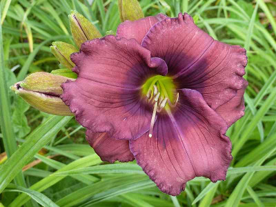 Lavender_Blue_Baby_P10407341.jpg