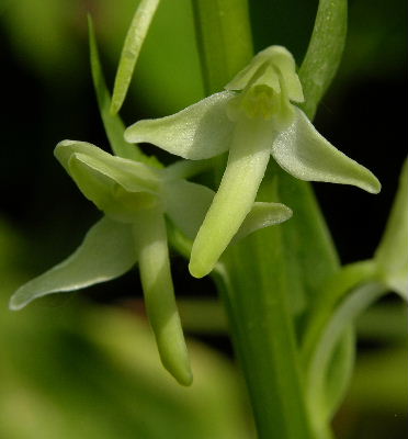 platanthera_bifolia.JPG