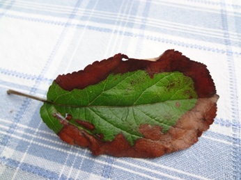 blatt_krank.jpg