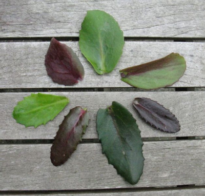 Sedum_Samlinge_Laub_Gartenpur.jpg