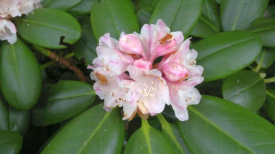 280620124600R.brachycarpum_ssp._brachycarpum_roseum_dwarf.jpg