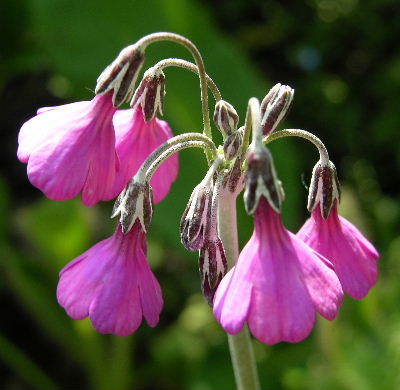 primula_secundiflora.JPG