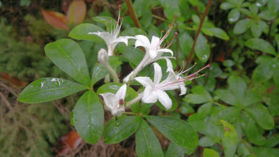 280620124601R.viscosum_var.coryi_woodlanders.jpg