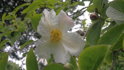 280620124597Stewartia_pseudocamellia.jpg