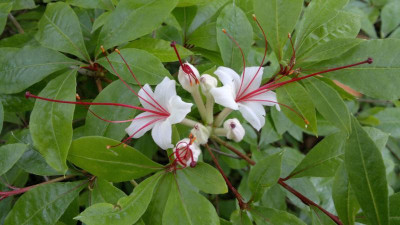 070720124613R.arborescens_C.W.Galle.jpg