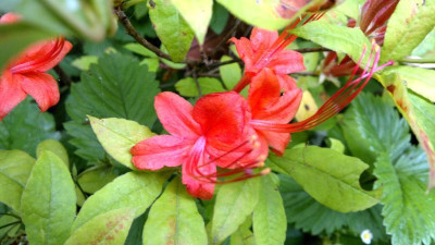 070720124614R.prunifolium.jpg