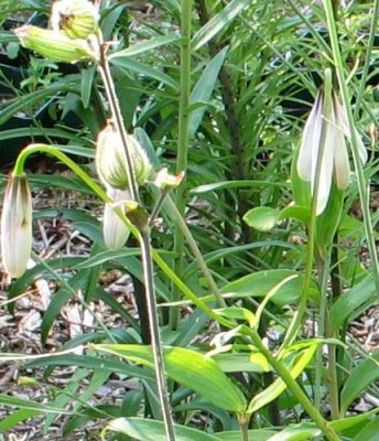 l.taliense-3-2012.jpg