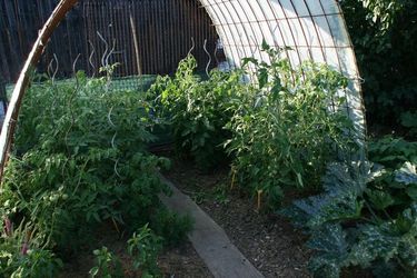 Tomaten0212.jpg