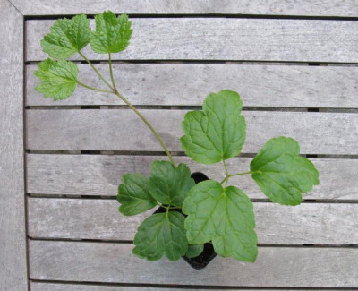 Welche_pflanze_Gartenpur.jpg